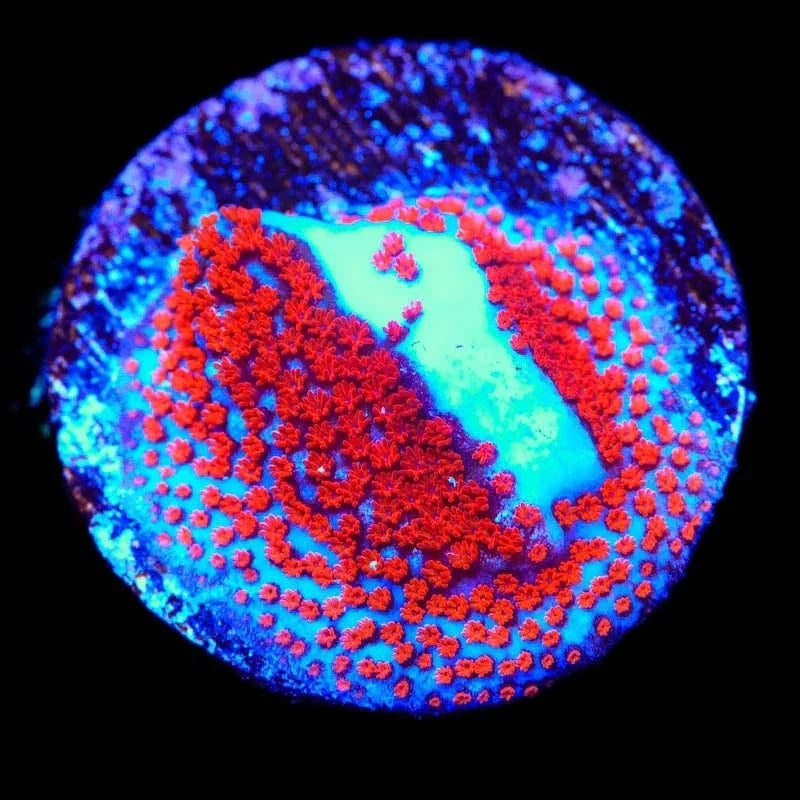 Superman Montipora Coral