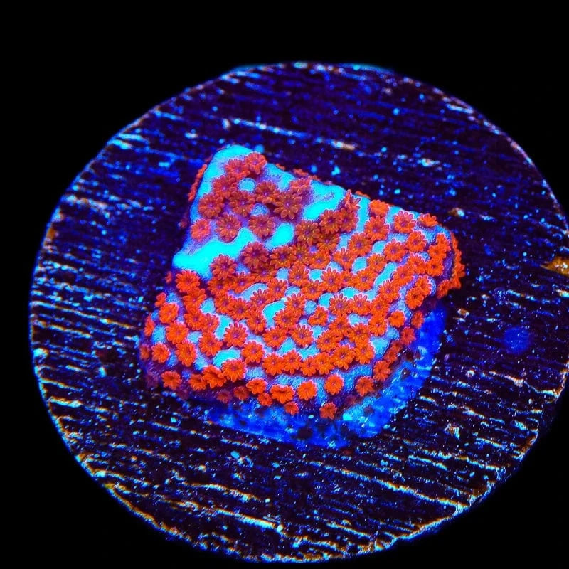 Superman Montipora Coral