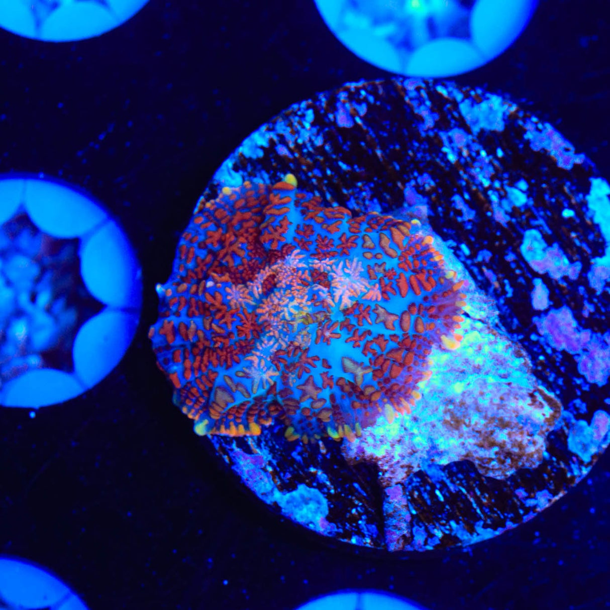 Superman Rhodactis Mushroom Coral