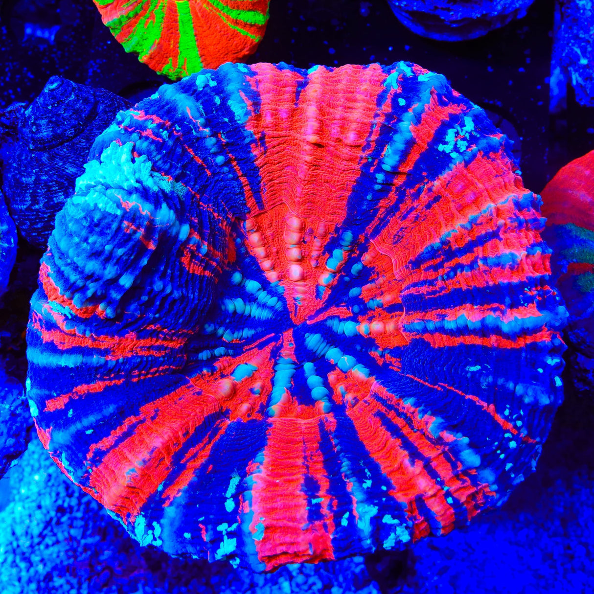 Superman Scolymia Coral