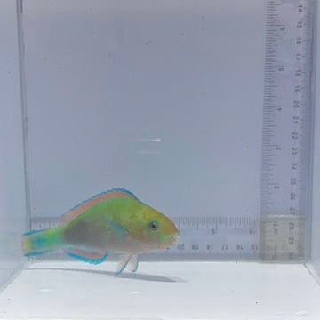 Surf Parrotfish (Scarus rivulatus)