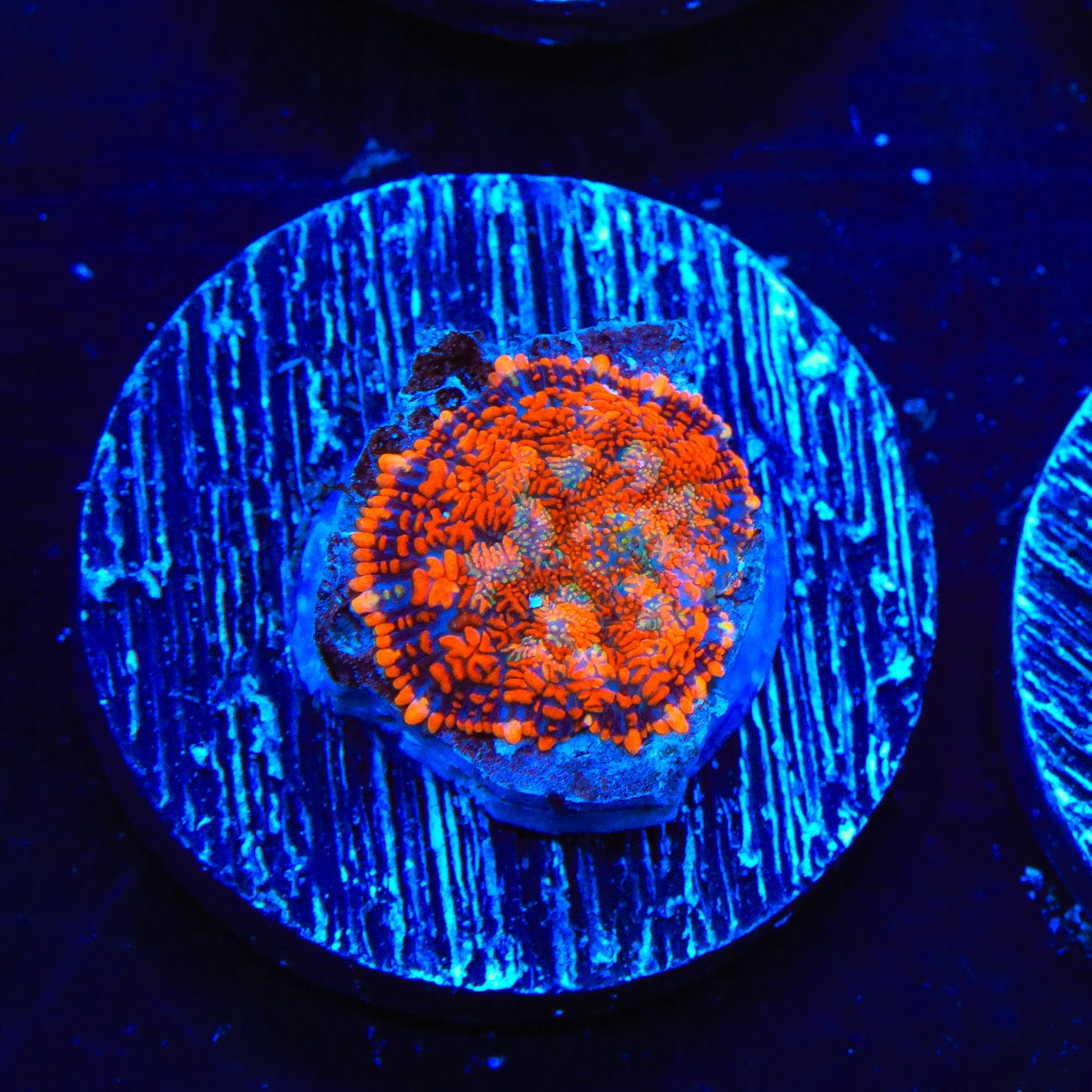 Tang Rhodactis Mushroom Coral