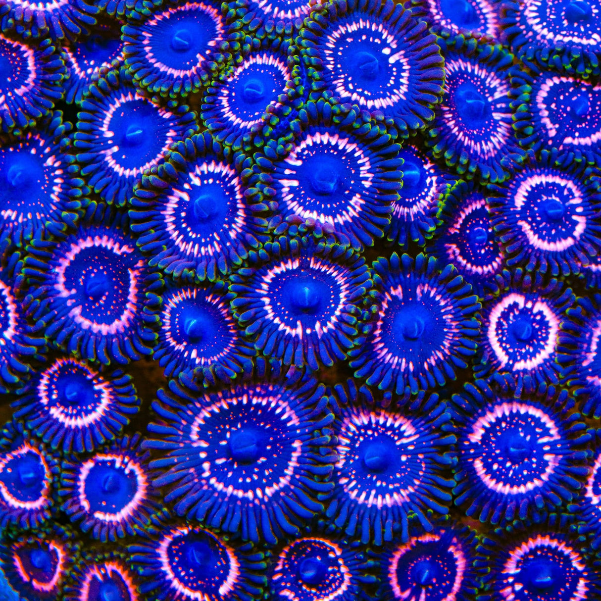 Taser Zoanthids Coral