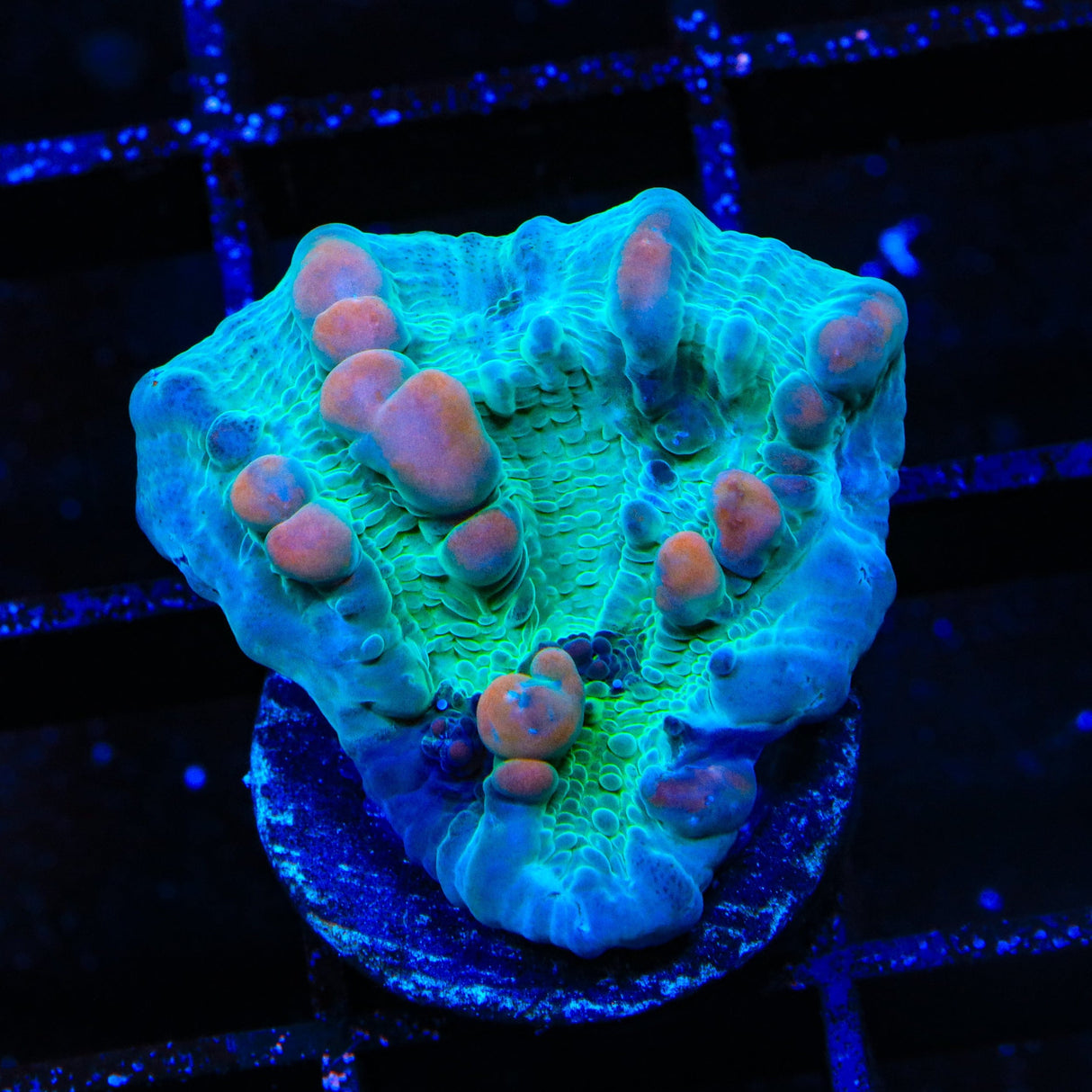 Teal Cosmic Candy Bounce Chalice Coral