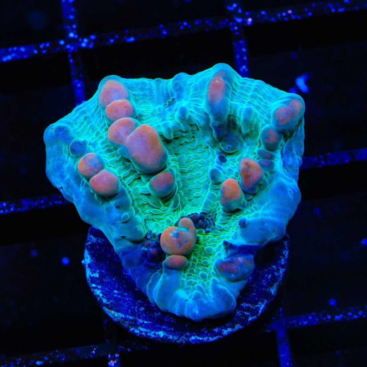 Teal Cosmic Candy Bounce Chalice Coral