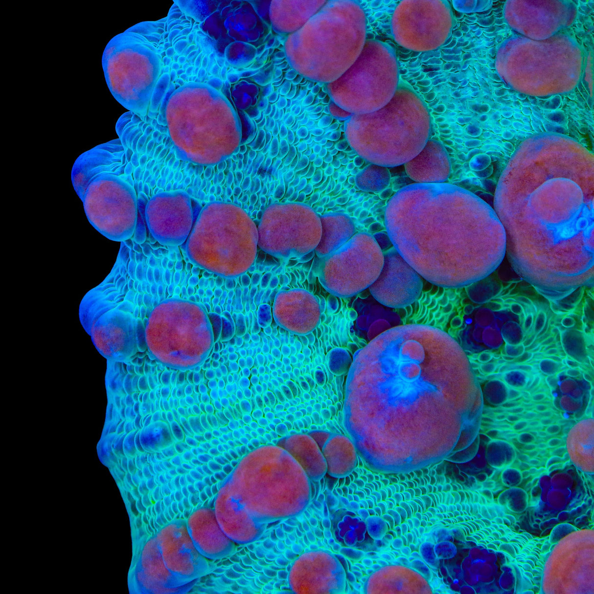 Teal Cosmic Candy Bounce Chalice Coral