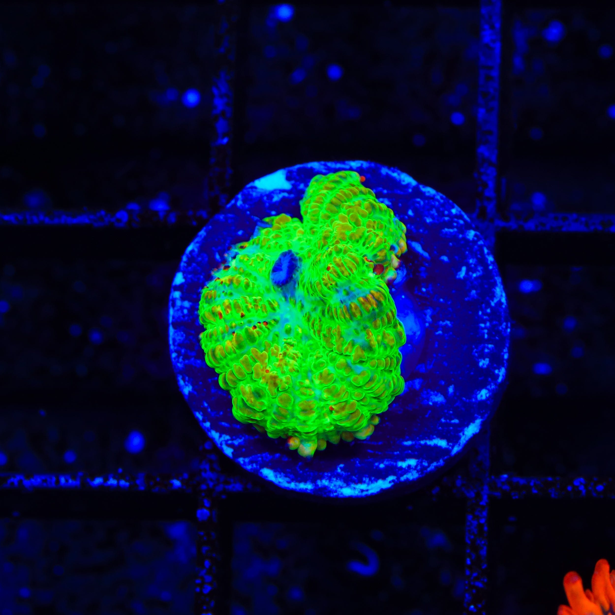 Tequila Sunrise Mushroom Coral