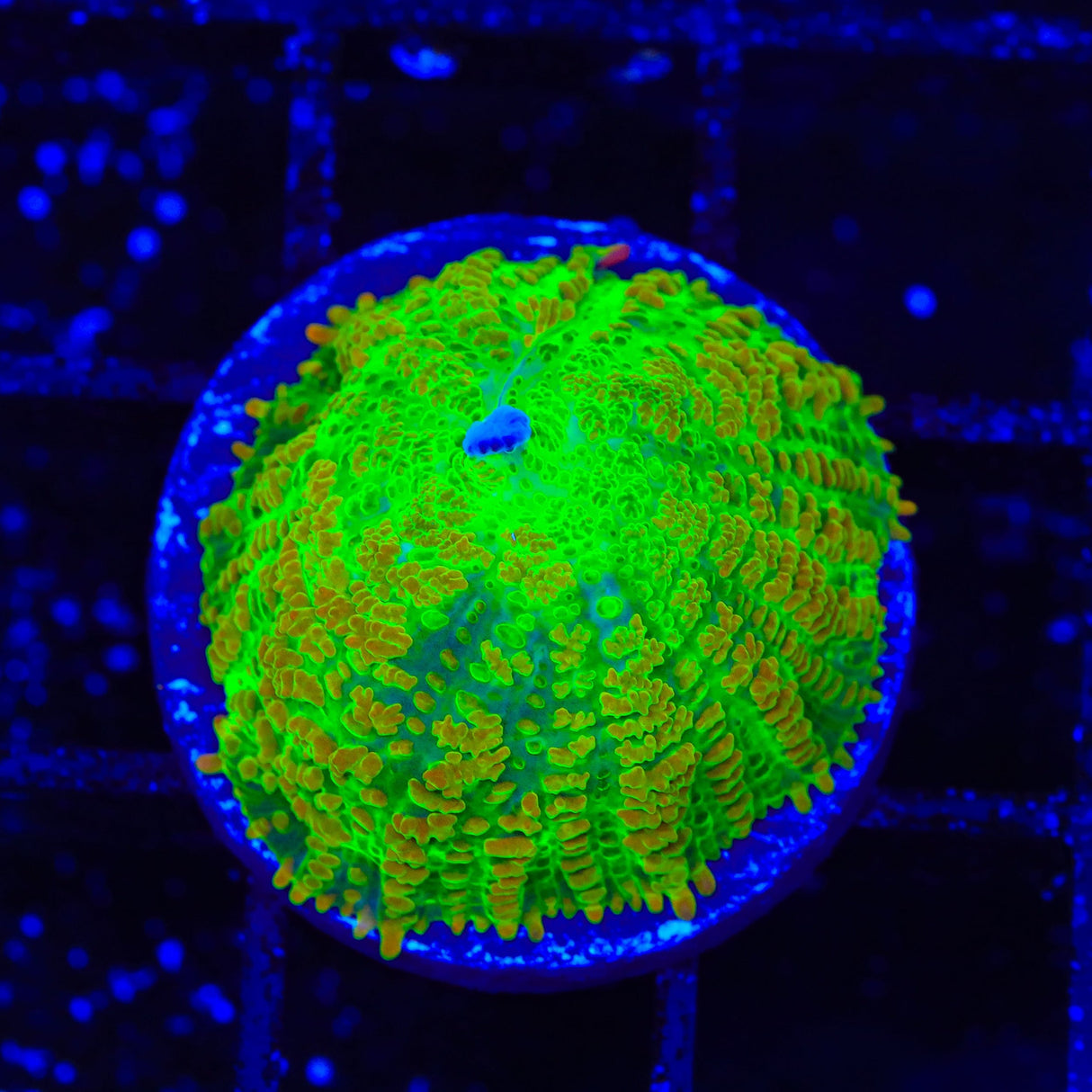 Tequila Sunrise Mushroom Coral