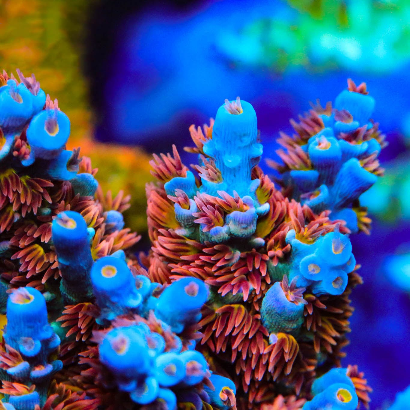 TGC Cherry Bomb Tenuis Acropora Coral – Top Shelf Aquatics