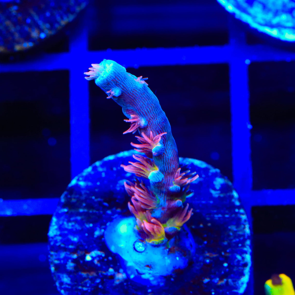 TGC Cherry Bomb Tenuis Acropora Coral