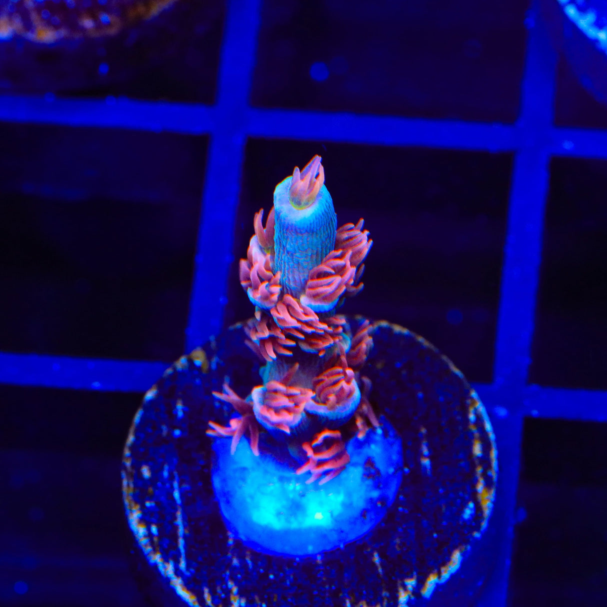 TGC Cherry Bomb Tenuis Acropora Coral