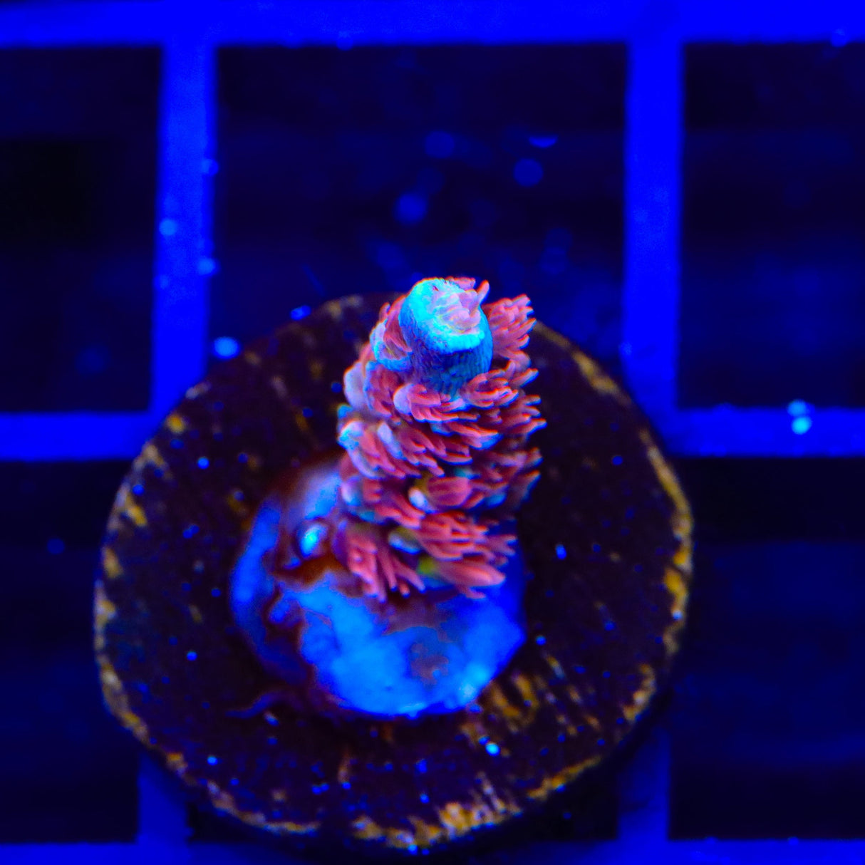 TGC Cherry Bomb Tenuis Acropora Coral