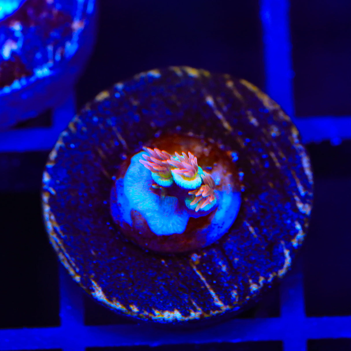 TGC Cherry Bomb Tenuis Oops Frag Acropora Coral