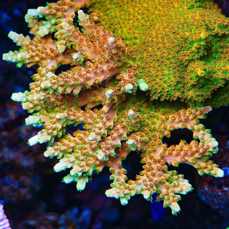 TGC Orange Creamsicle Acropora Coral – Top Shelf Aquatics