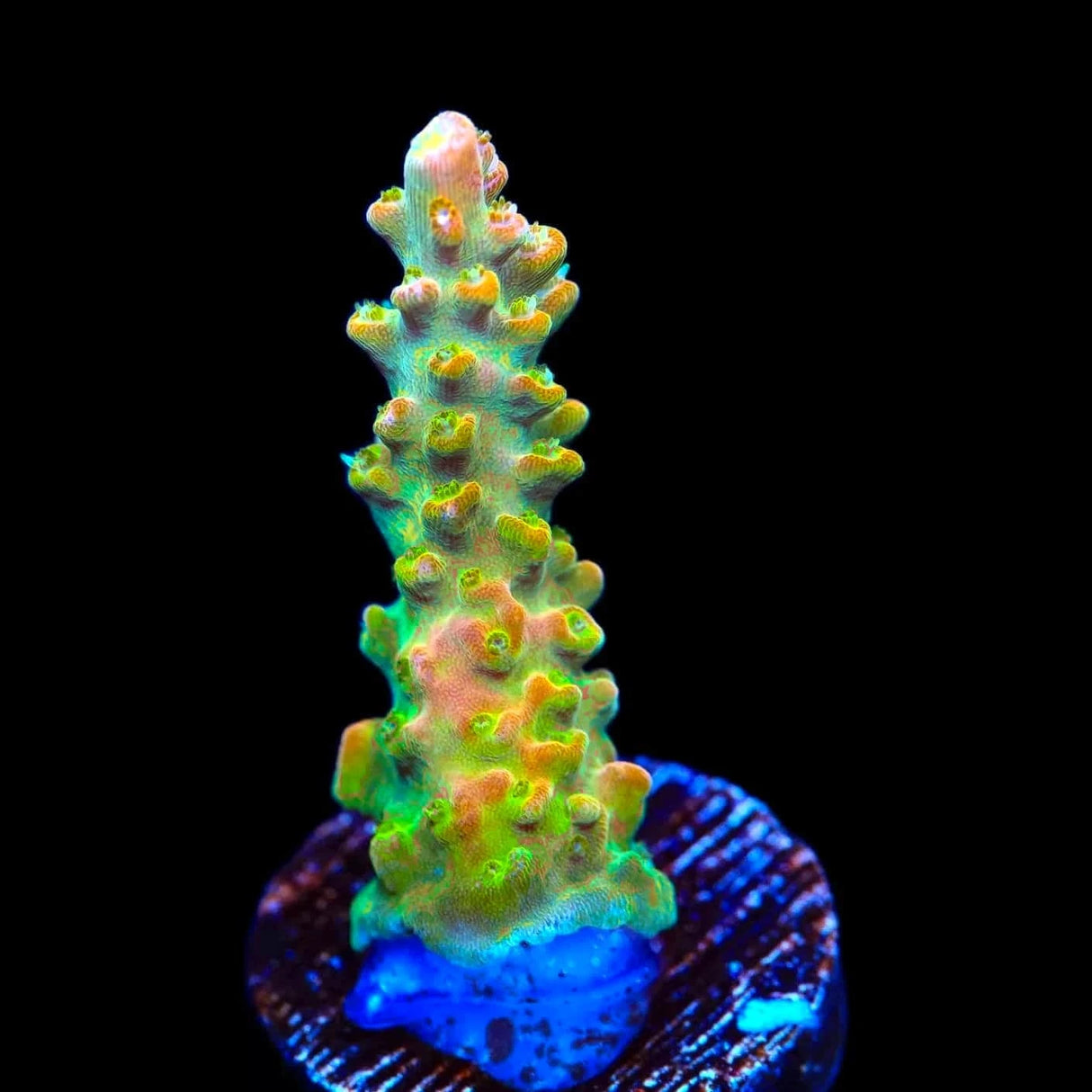 TGC Orange Creamsicle Acropora Coral