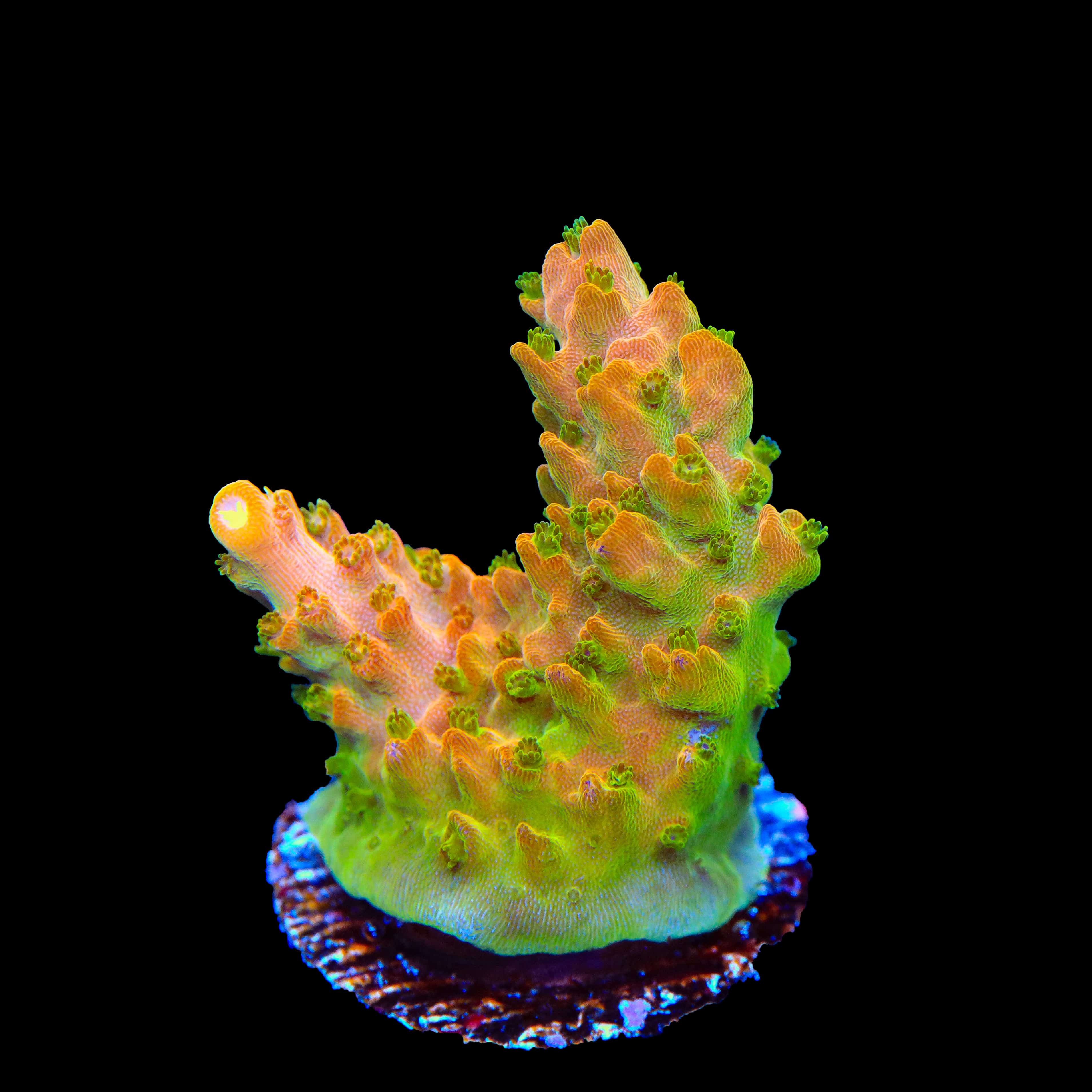 TGC Orange Creamsicle Acropora Coral – Top Shelf Aquatics