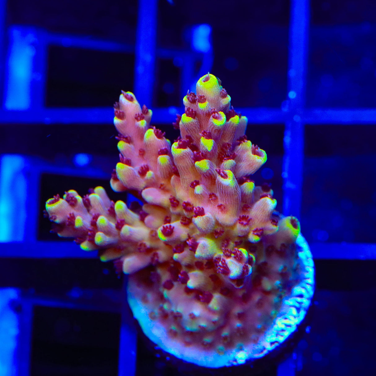 TGC Red Cadillac Acropora Coral