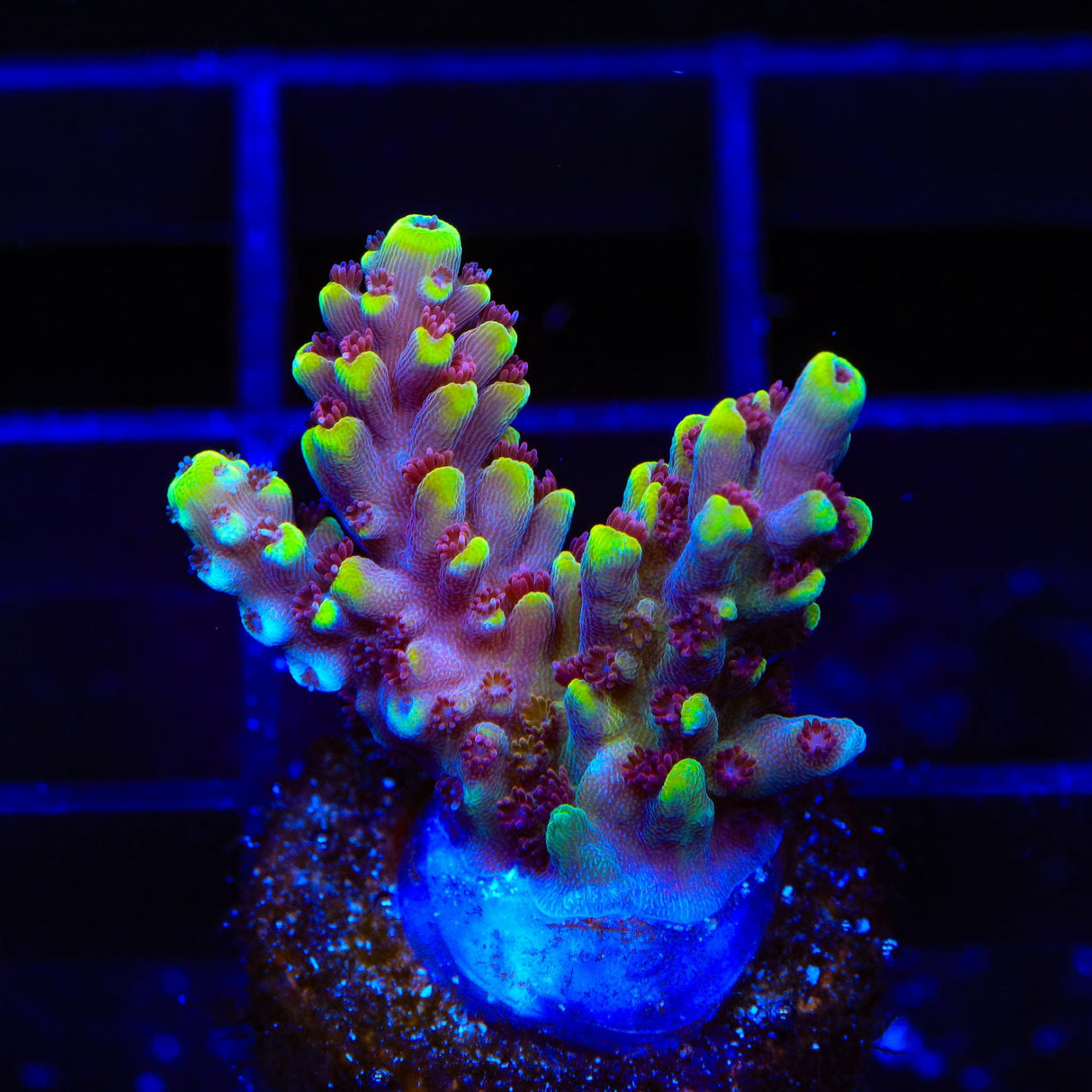 TGC Red Cadillac Acropora Coral