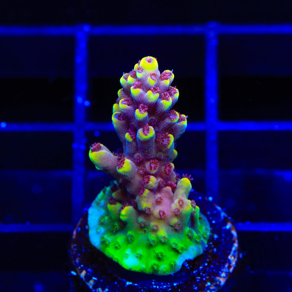 TGC Red Cadillac Acropora Coral