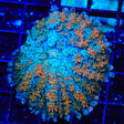 The Sqeeze Persian Mushroom Coral