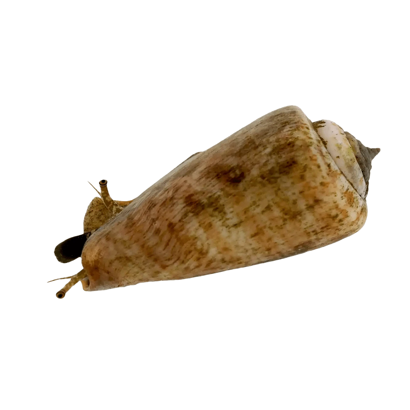 Tiger Sand Conch