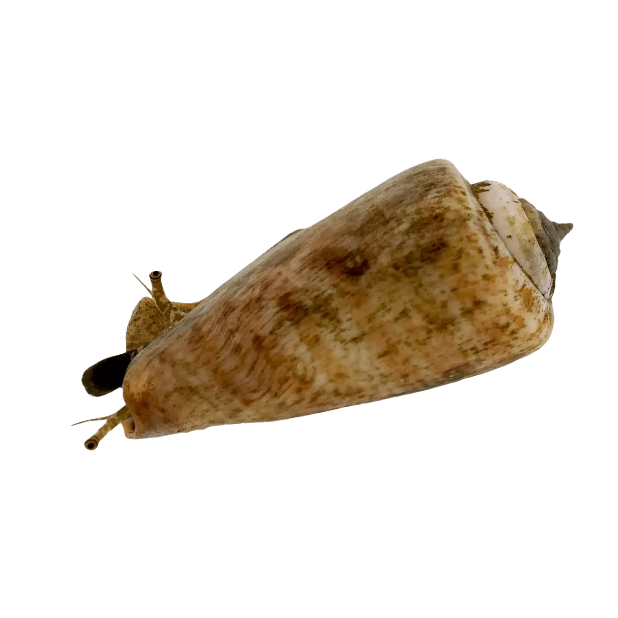 Tiger Sand Conch – Strombus sp.