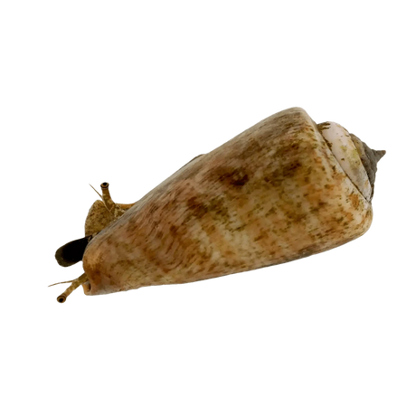 Tiger Sand Conch – Strombus sp.