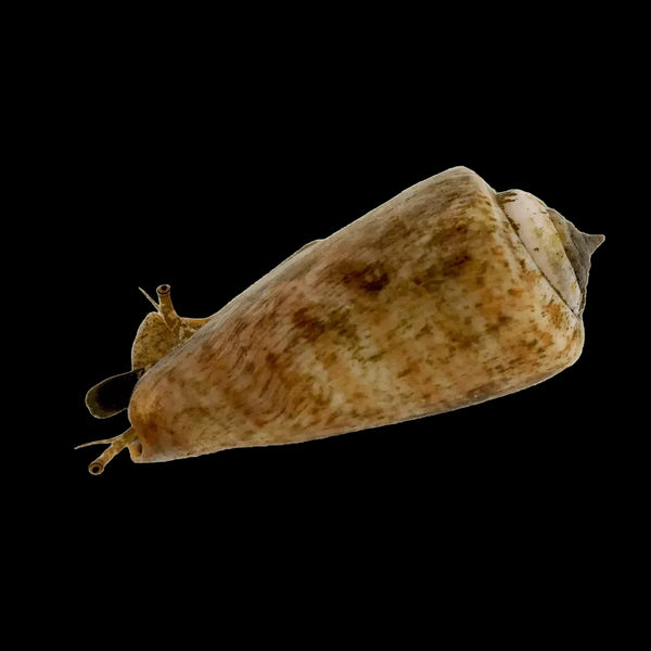 Tiger Sand Conch (3 Pack)