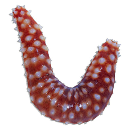 Tiger Tail Cucumber – Holothuria hilla