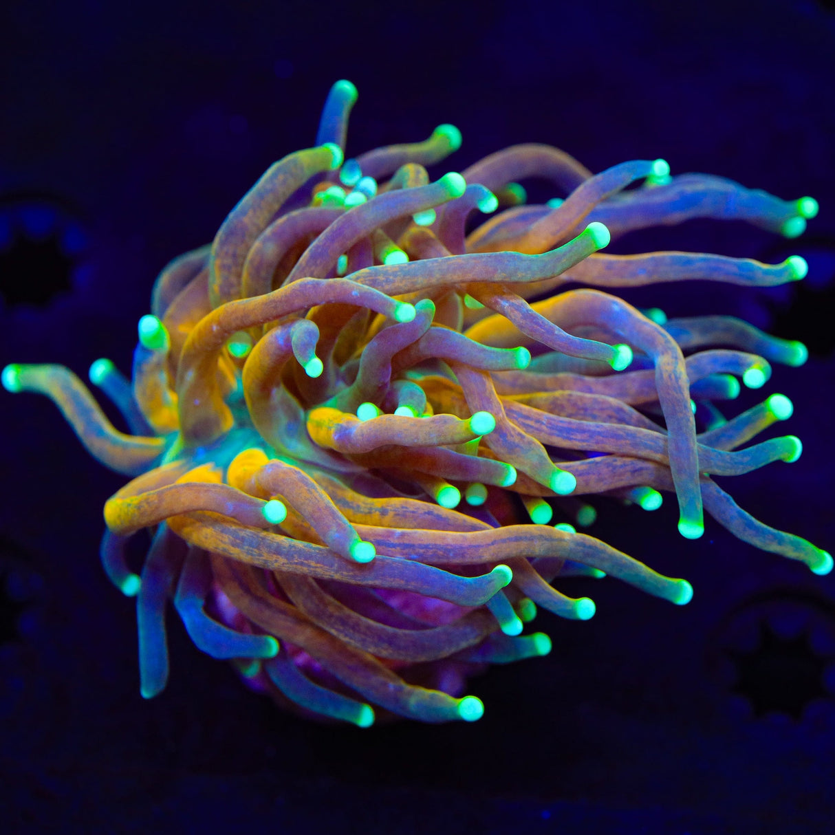 Tiger Torch Coral