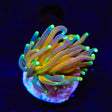 Tiger Torch Coral