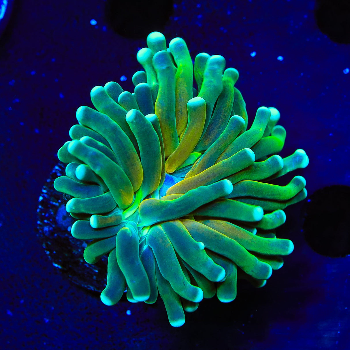 Tiger Torch Coral