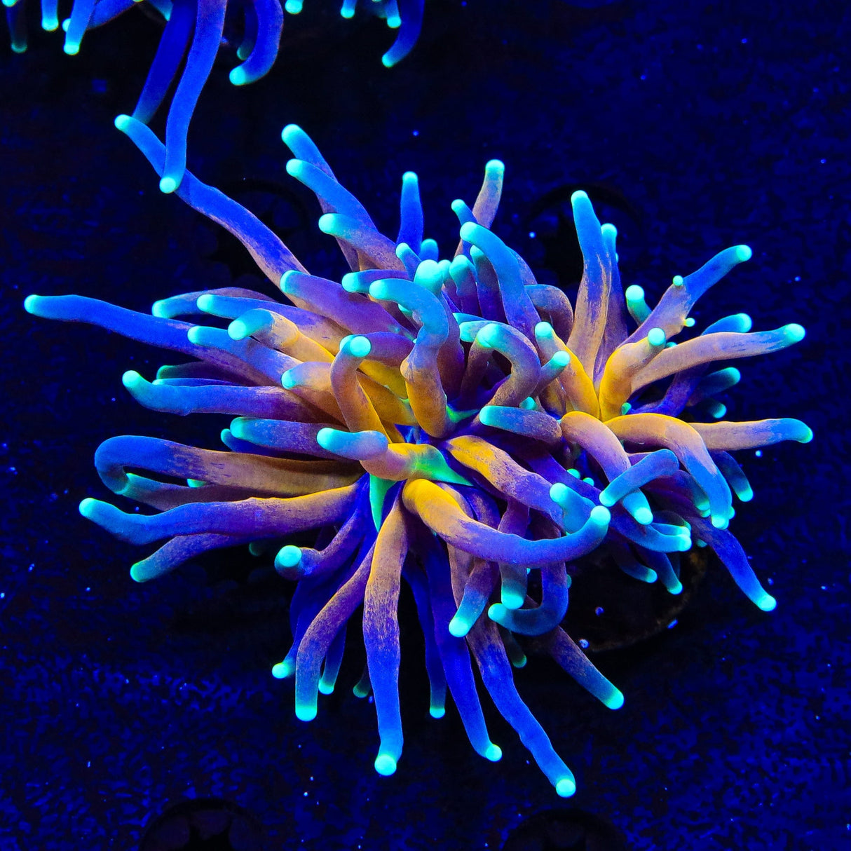 Tiger Torch Coral - 2 Heads