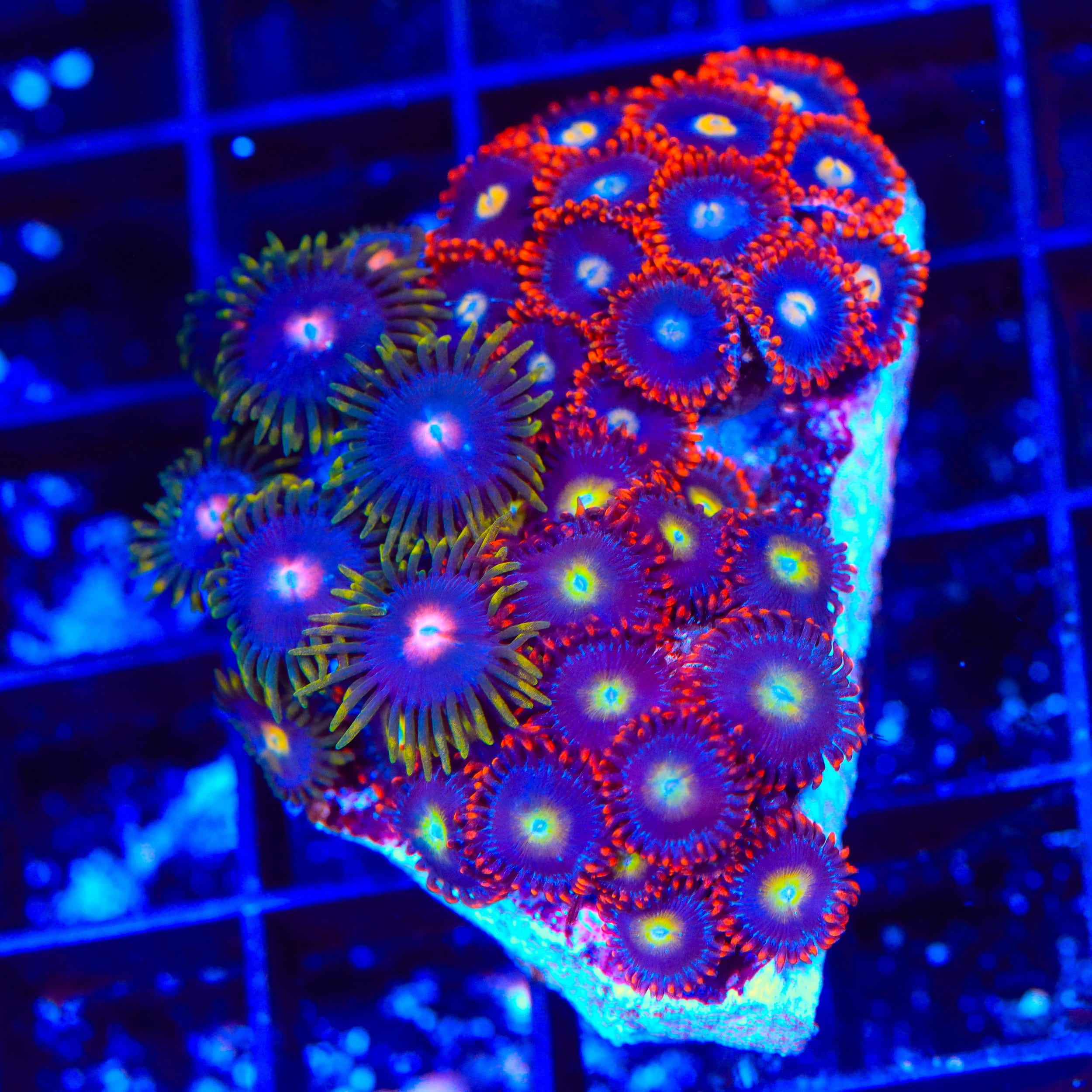 Time Warp, Blow Pop Combo Zoanthids Colony Coral
