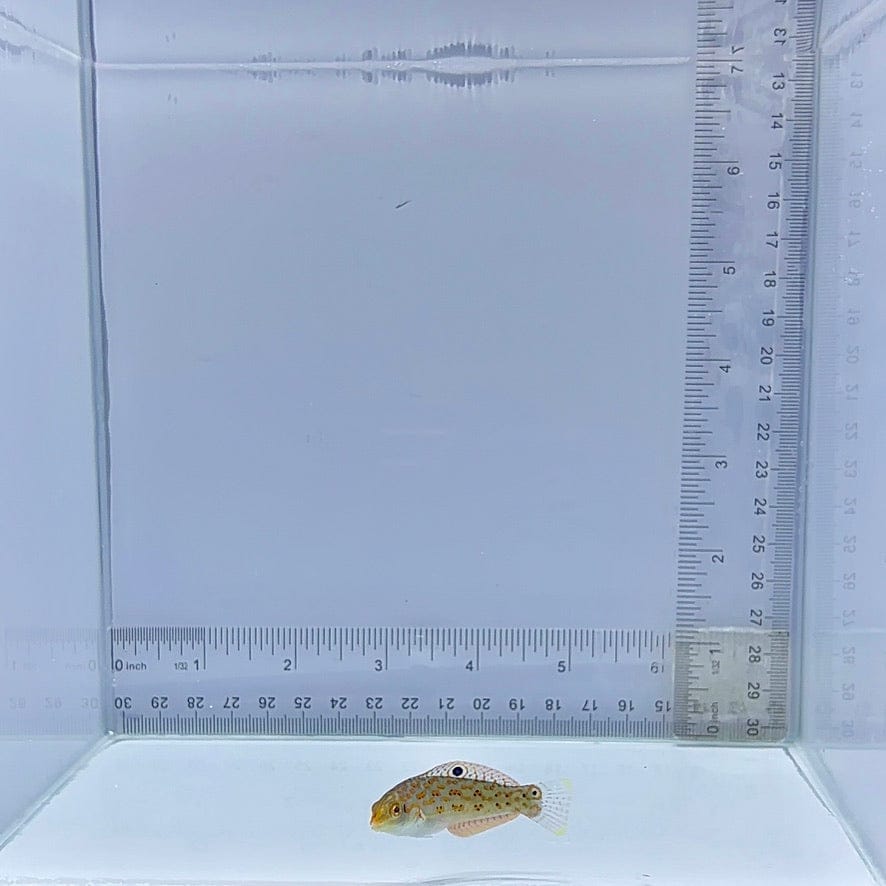 Timor Wrasse (Halichoeres timorensis)