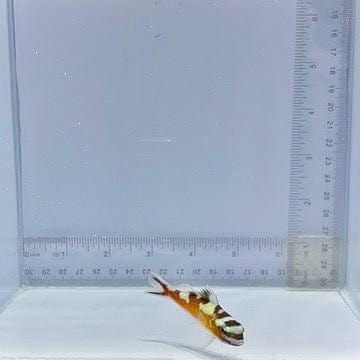 Tobacco Basslet (Serranus tabacarius)