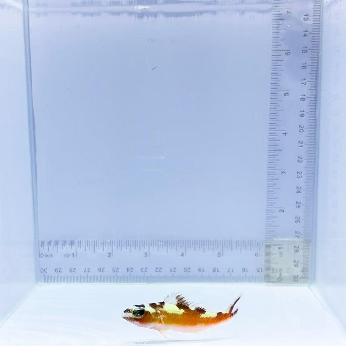 Tobacco Basslet (Serranus tabacarius)