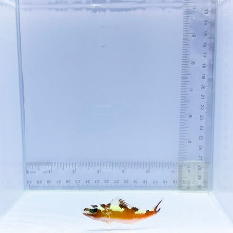 Tobacco Basslet (Serranus tabacarius)