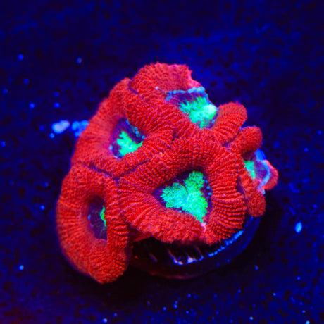 Toxic Pool Micromussa Acan Coral