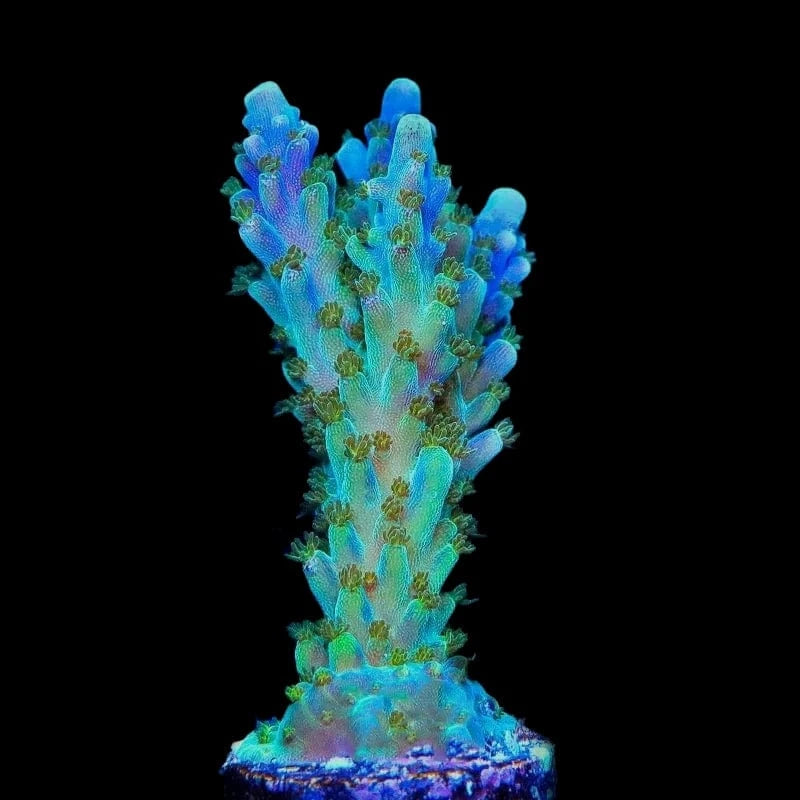 Tricolor Valida Acropora Coral