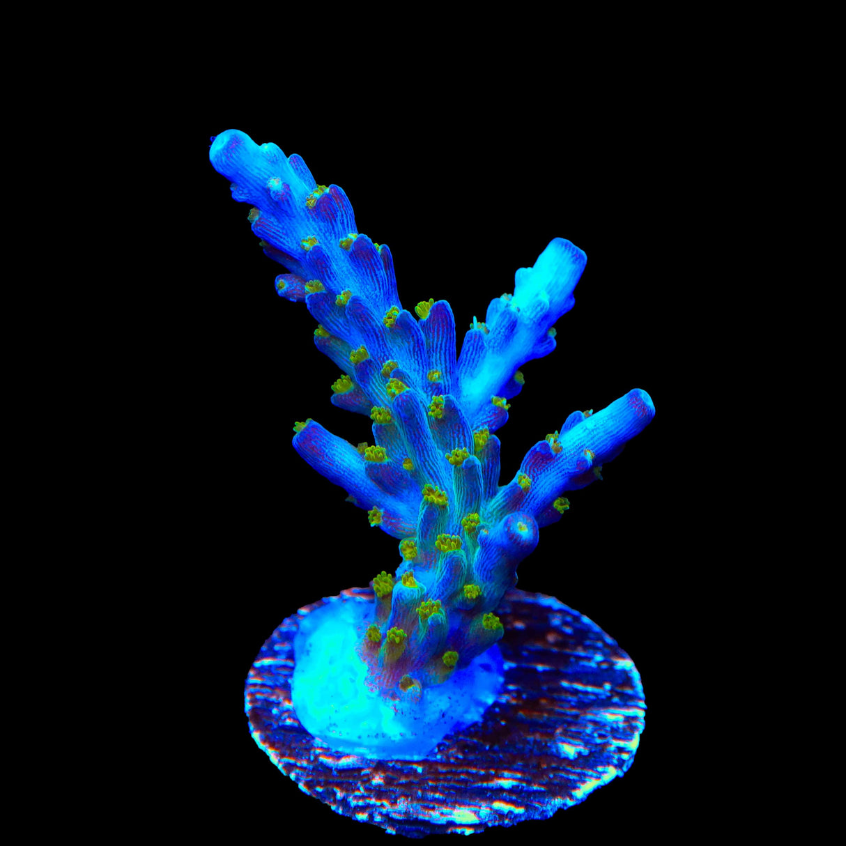 Tricolor Valida Acropora Coral