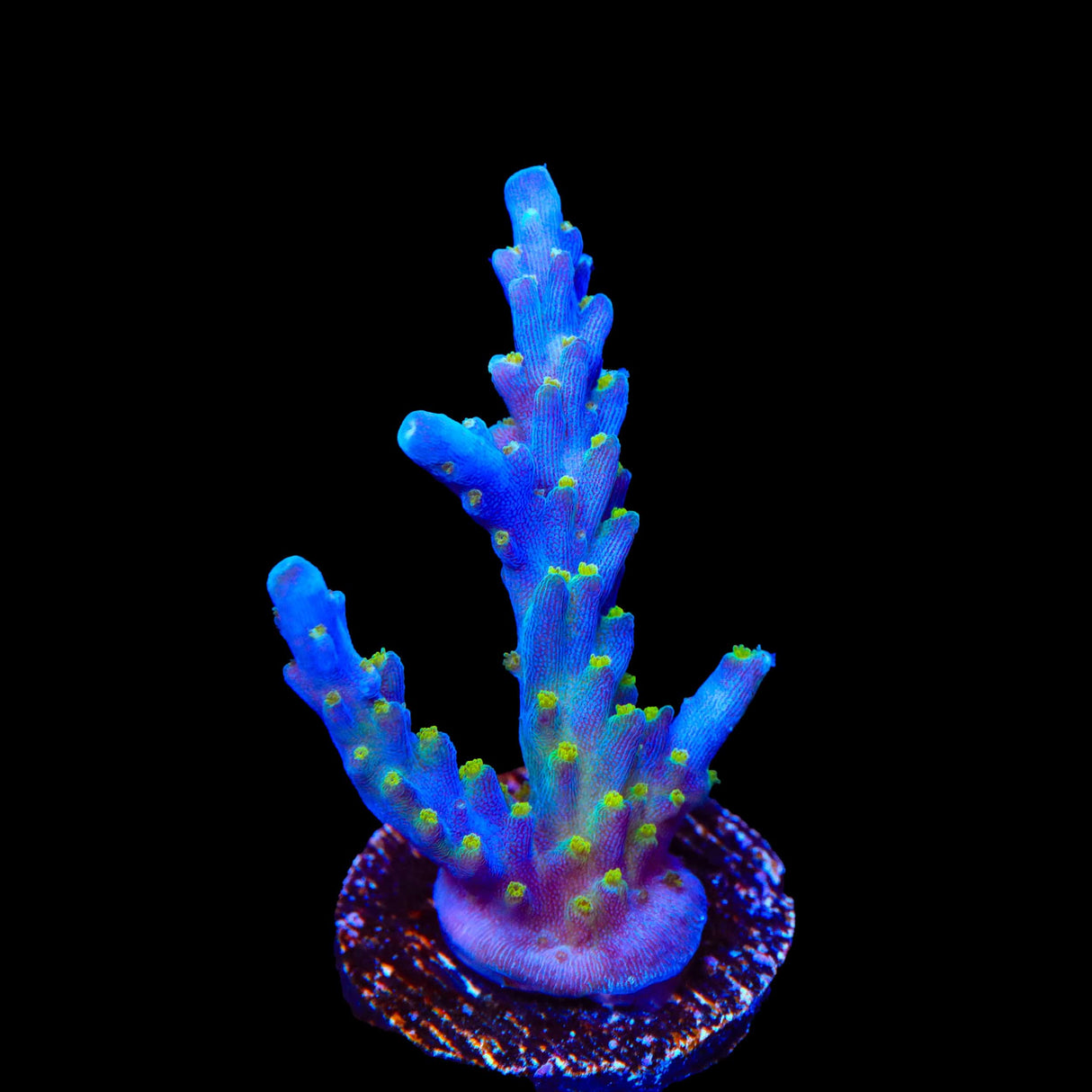 Tricolor Valida Acropora Coral