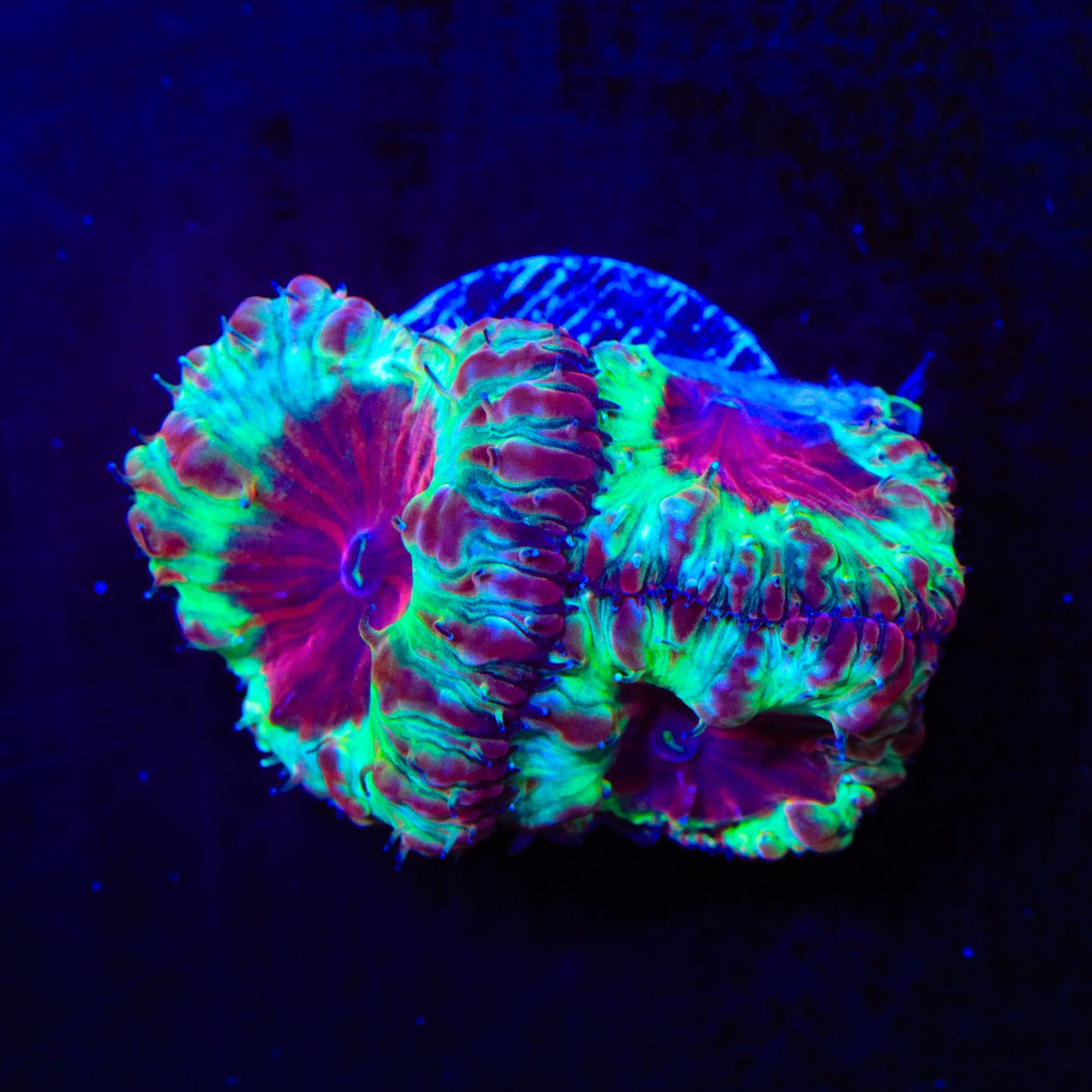Trippy Blastomussa Coral