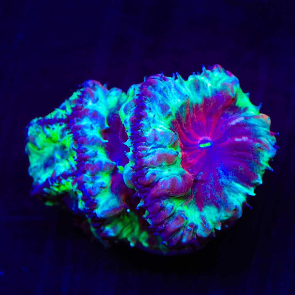 Trippy Blastomussa Coral