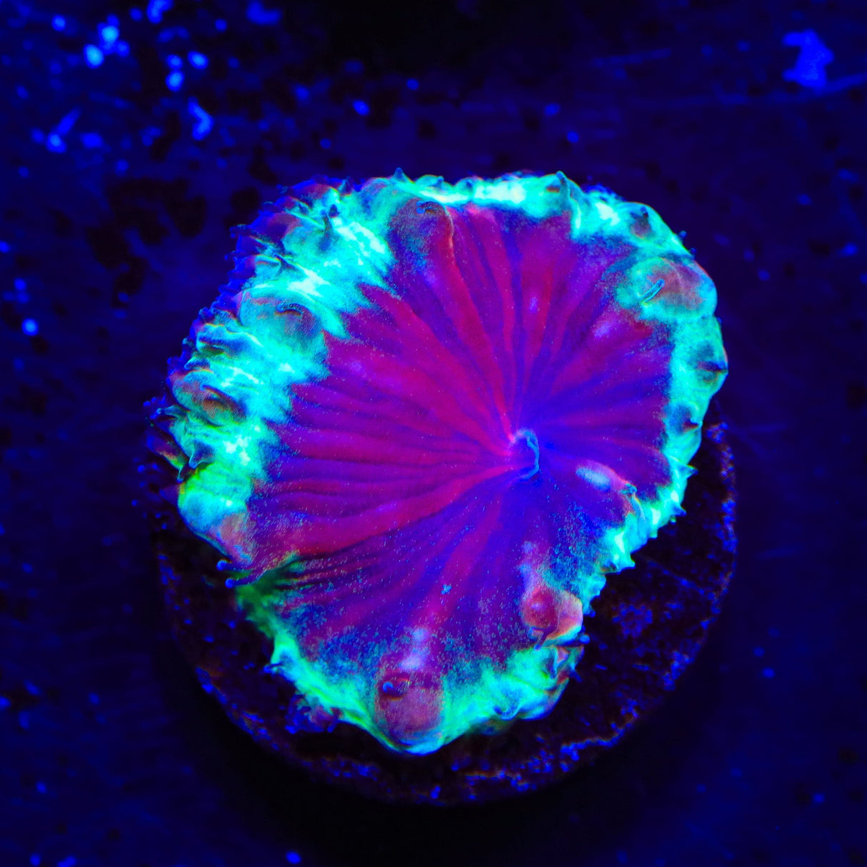 Trippy Blastomussa Coral