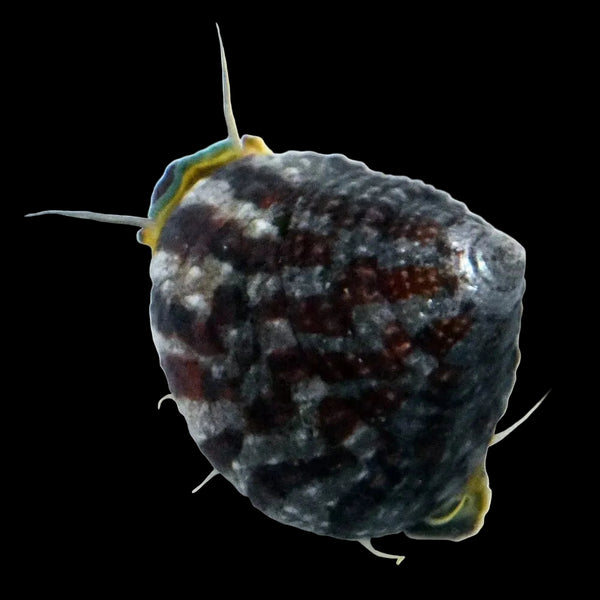 Trochus Snail (5 Pack)
