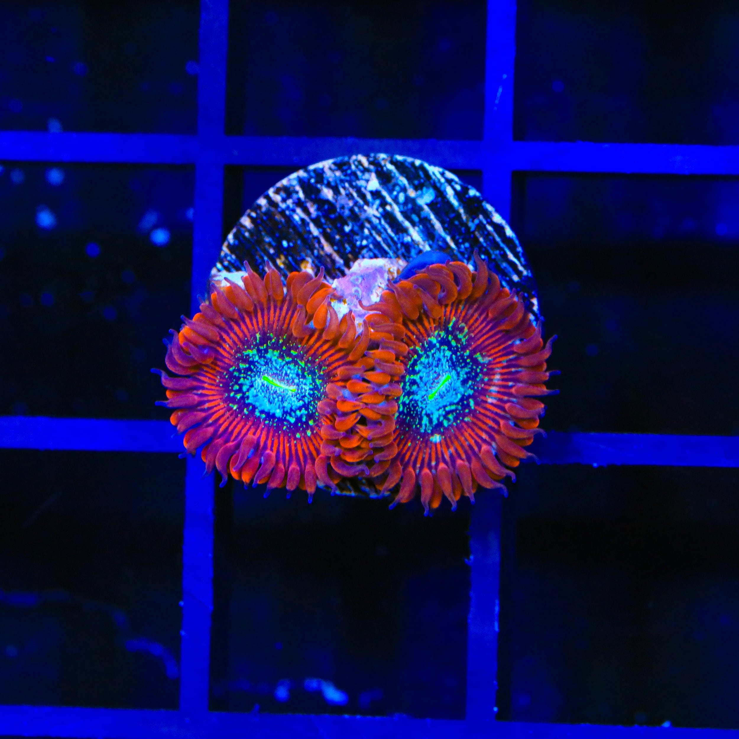 TSA Acid Bath Zoanthid Coral
