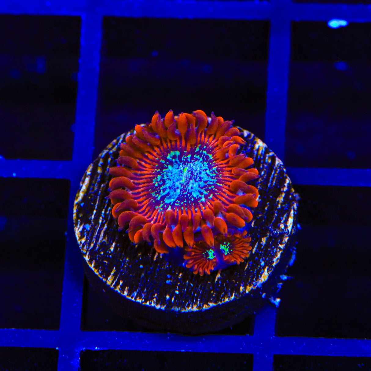 TSA Acid Bath Zoanthids Coral