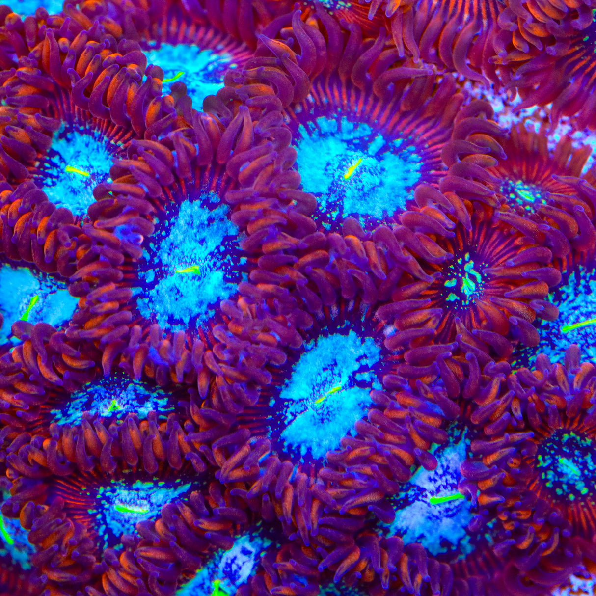 TSA Acid Bath Zoanthids Coral