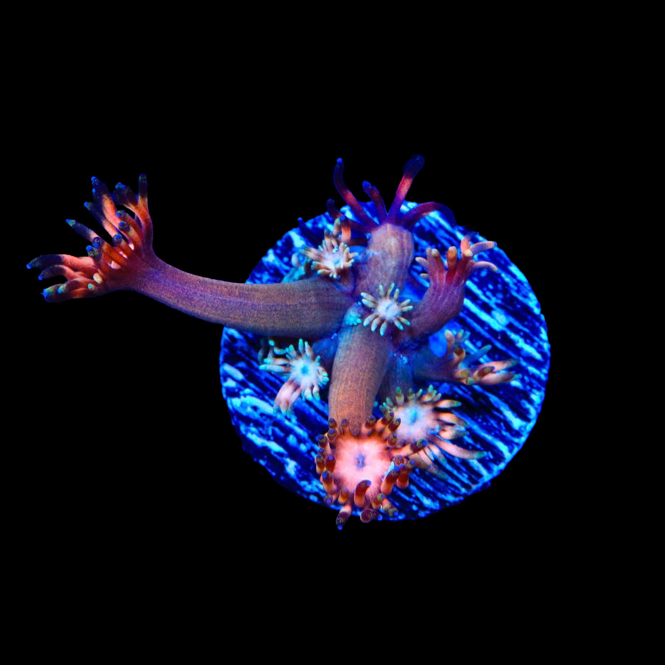 TSA Afterburn Goniopora Coral